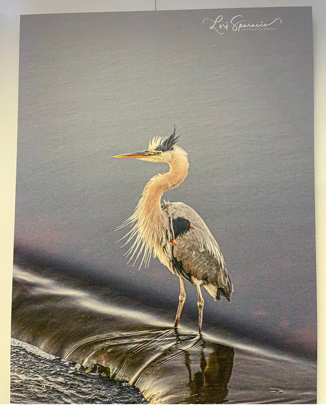 “Great Blue Heron”/Local Artwork